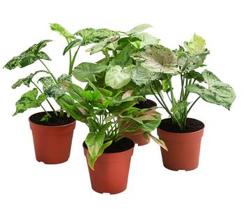 Zimmerpflanzen-Set Gute Laune, 4-teilig