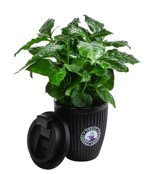 Kaffeepflanze - Coffea arabica, im To-Go Becher von Dehner, Dunkelgrün, Schwarz Kunststoff