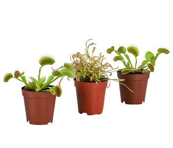 Zimmerpflanzen-Set Fleischfressende Pflanzen, 3-teilig