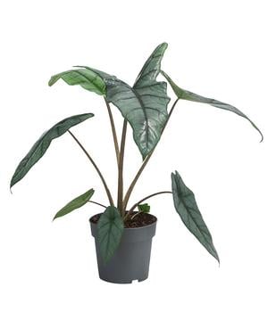 Pfeilblatt - Alocasia heterophylla 'Dragons Breath'