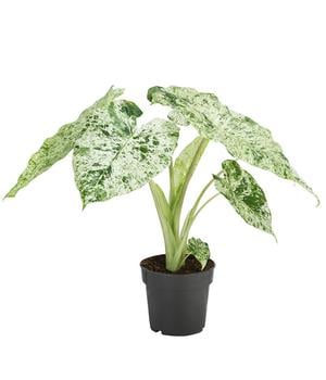 Pfeilblatt - Alocasia macrorrhiza 'Splash' von Dehner, Dunkelgrün, Weiß, Hellgrün