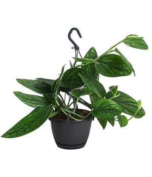 Efeutute - Epipremnum pinnatum 'Marble Planet', Ampel von Dehner, Grün