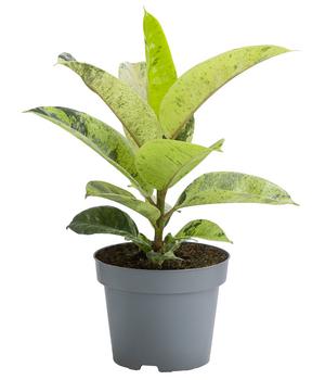 Gummibaum - Ficus elastica shivereana 'Moonshine'