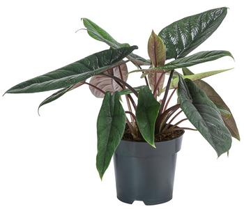 Elefantenohr - Alocasia scalprum