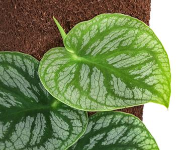 Fensterblatt - Monstera dubia am Kratistestab | Dehner