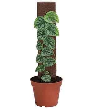 Fensterblatt - Monstera dubia am Kratistestab von Dehner, Grün, Silber