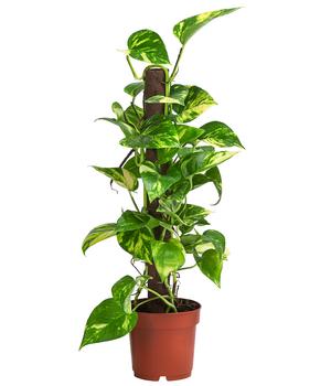 Efeutute - Epipremnum aureum am Kratistestab von Dehner, Grün / Gelb