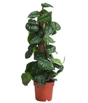 Gefleckte Efeutute - Scindapsus pictus 'Argyraeus' am Kratistestab