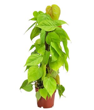 Baumfreund - Philodendron micans 'Lime' am Kratistestab