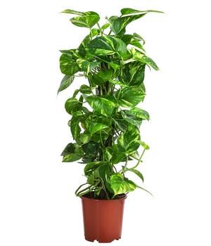 Efeutute - Epipremnum aureum am Kratistestab von Dehner, Grün, Gelb