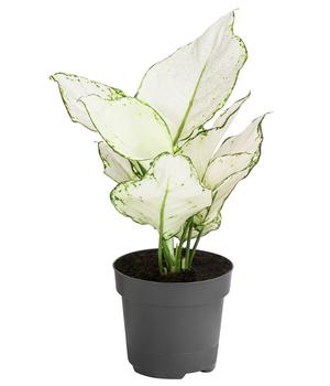 Kolbenfaden - Aglaonema 'White Joy'