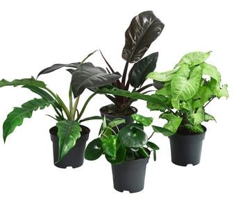 Zimmerpflanzen-Set Blattschmuck, 4-teilig