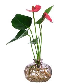 Waterplant Flamingoblume im rosa Glas - Anthurium 'Rosa Champion'