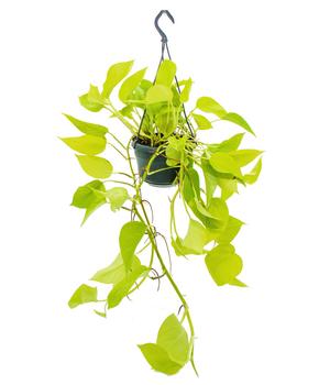 Efeutute - Epipremnum 'Golden Photos'