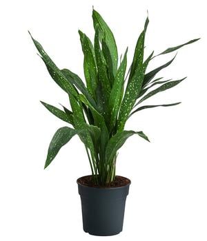 Schusterpalme - Aspidistra elatior 'Milky Way' von Dehner