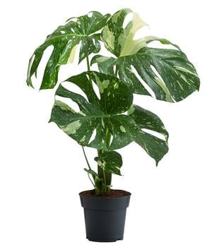 Fensterblatt - Monstera dubia am Kratistestab | Dehner