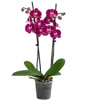 Schmetterlingsorchidee - Phalaenopsis cultivars 'Binty'
