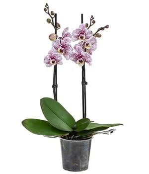Schmetterlingsorchidee - Phalaenopsis cultivars 'Dutch Beauty'
