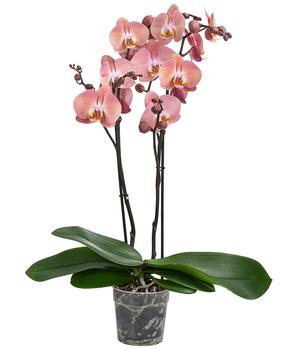 Schmetterlingsorchidee - Phalaenopsis cultivars 'Suki'