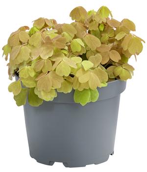 Sauerklee - Oxalis vulcanicola 'Sunset velvet'