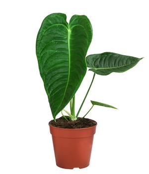 Herzblattblume - Anthurium veitchii