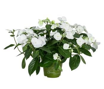 Girlanden-Hortensie - Hydrangea macrophylla 'Runaway Bride®'