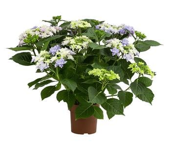 Hortensie - Hydrangea macrophylla 'Floria'