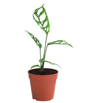 Fensterblatt - Monstera obliqua 'Peru' von Dehner, Grün