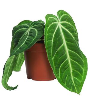 Herzblattblume - Anthurium villenaorum