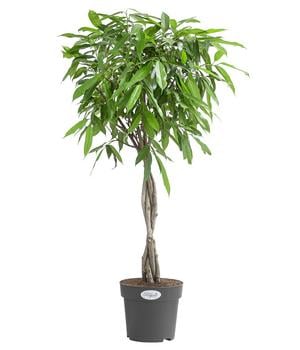 Gummibaum - Ficus binnendijkii 'Amstel King'