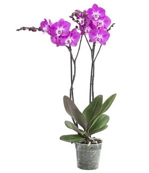 Schmetterlingsorchidee - Phalaenopsis cultivars 'Maro'