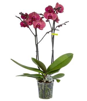 Schmetterlingsorchidee - Phalaenopsis cultivars 'Coral'