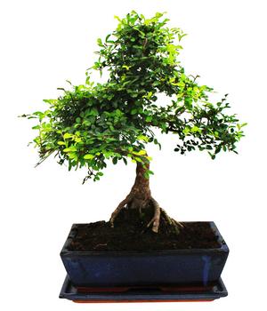 Bonsai Chinesische Ulme - Ulmus parviflora