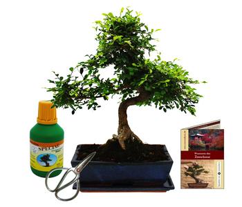 Bonsai Chinesische Ulme - Ulmus parviflora, Anfänger-Set