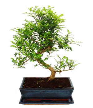 Bonsai Szechuan-Pfeffer - Zanthoxylum piperitum, ca. 12-15 Jahre
