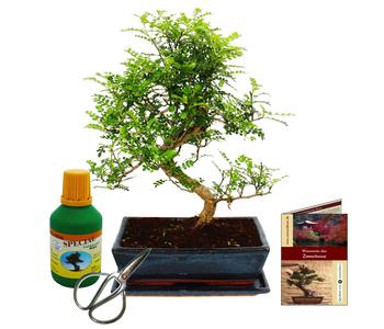 Bonsai Szechuan-Pfeffer - Zanthoxyllum piperitum, Anfänger-Set