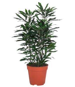Fingeraralie - Schefflera elegantissima