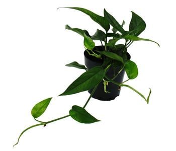 Efeutute - Epipremnum pinnatum 'Blue Form'