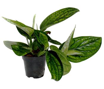 Efeutute - Epipremnum pinnatum 'Marble Planet'