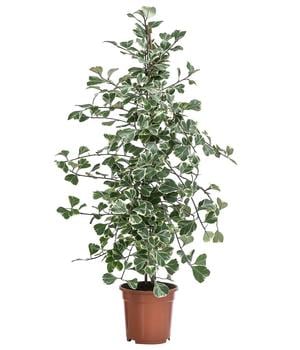 Natalfeige - Ficus triangularis variegata