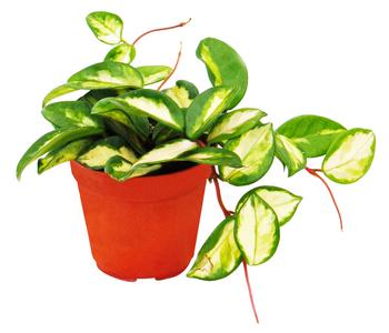 Wachsblume - Hoya carnosa 'Tricolor' von Dehner