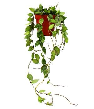 Wachsblume - Hoya krohniana 'Eskimo'