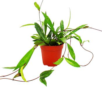 Wachsblume - Hoya pubicalyx