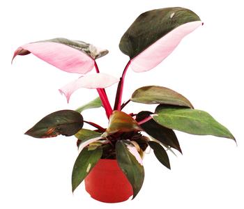 Baumfreund - Philodendron 'Pink Princess'