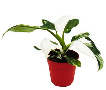 Baumfreund - Philodendron 'White Princess'