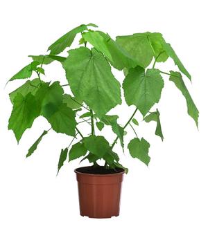 Zimmerlinde - Sparmannia africana von Dehner