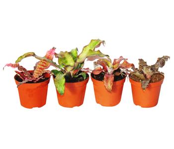 Erdbromelien-Set - Cryptanthus, 4-teilig