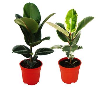 Gummibaum-Set - Ficus elastica, 2-teilig