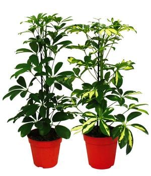 Strahlenaralien-Set - Schefflera, 2-teilig von Dehner