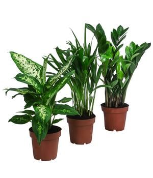 Zimmerpflanzen-Set Wellness, 3-teilig von Dehner